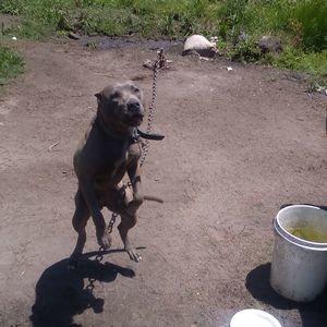 Meet your Posher, Gussie